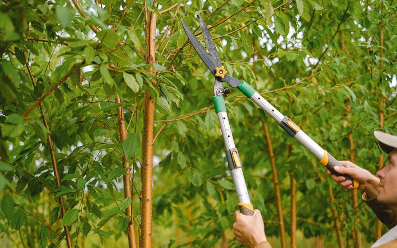 Tree trimming in Cicero, NY